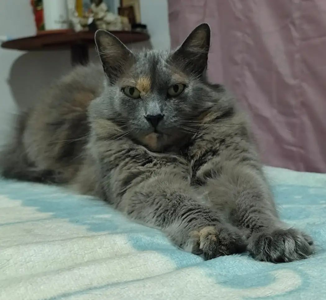 ALASKA MARIA
